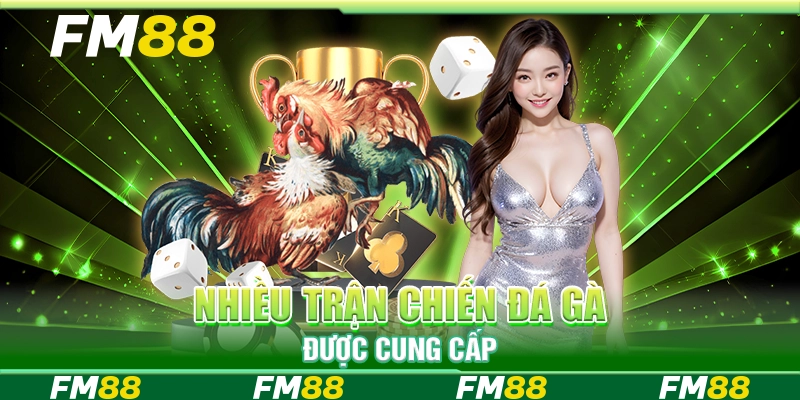 Nhiều trận chiến đá gà được cung cấp