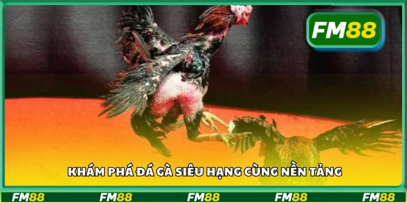 Khám phá Đá Gà Siêu Hạng cùng nền tảng