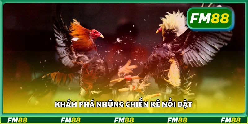 Khám phá những chiến kê nổi bật