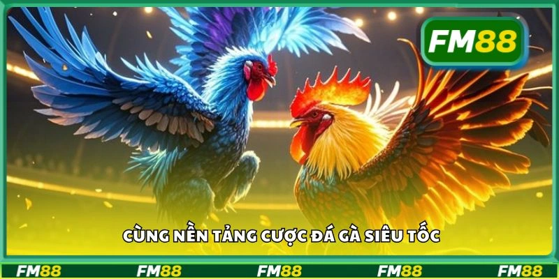 Cùng nền tảng cược Đá Gà Siêu Tốc