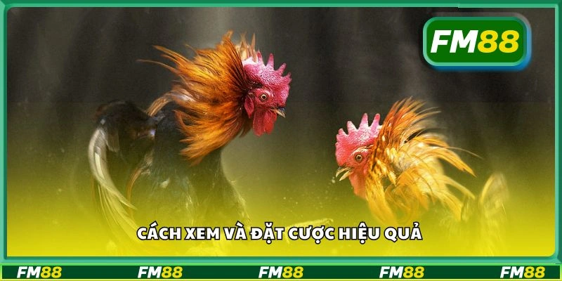 Cách xem và đặt cược hiệu quả