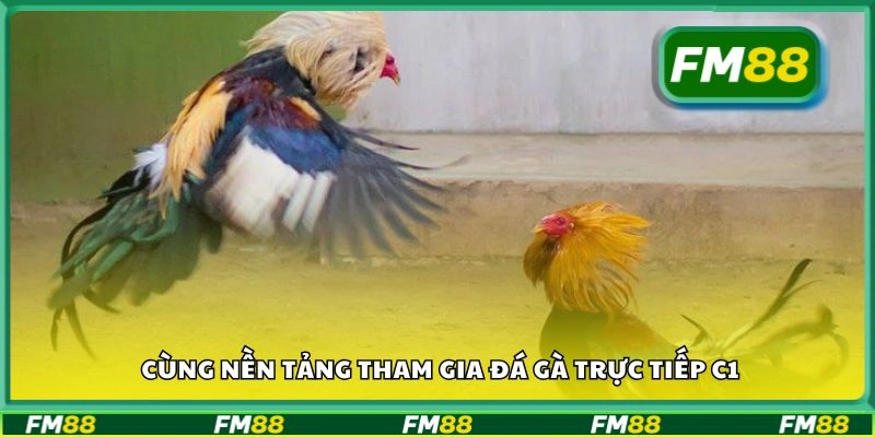 Cùng nền tảng tham gia đá gà trực tiếp C1