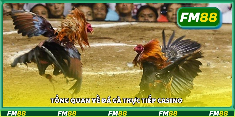 Khái quát về hình thức đá gà trực tiếp casino