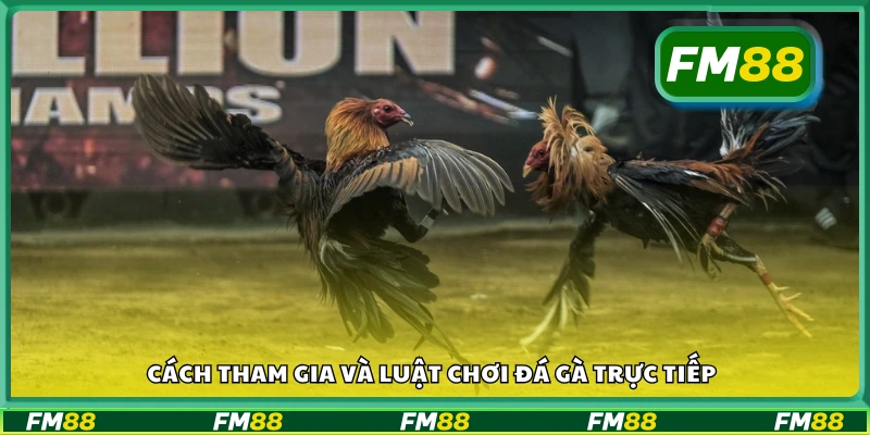 Hướng dẫn cách đặt cược và xem đá gà live casino