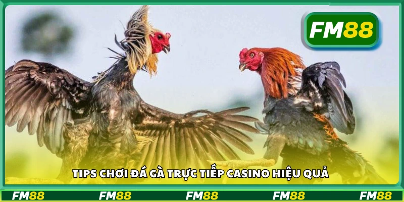 Mẹo xem và đặt cược đá gà online dễ thắng