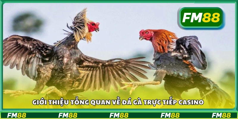 Giới thiệu chung về hình thức đá gà trực tuyến casino