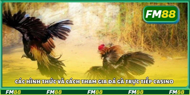 Các hình thức và cách tham gia đá gà trực tiếp casino hôm nay