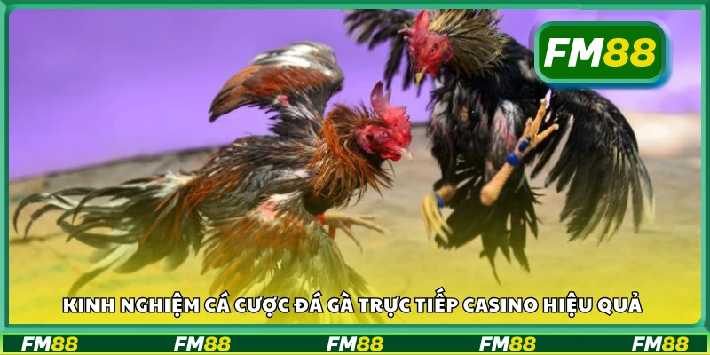 Bí quyết cá cược đá gà trực tiếp casino hôm nay hiệu quả